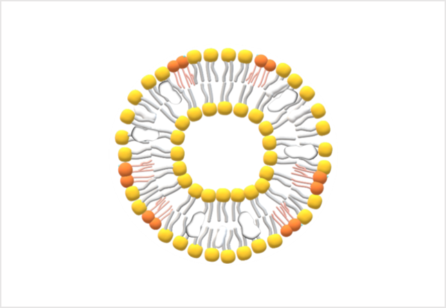 Liposome with EcML