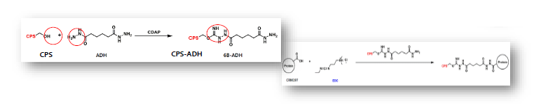 EuVCTTM (EuBiologics Vaccine Conjugation Technology)